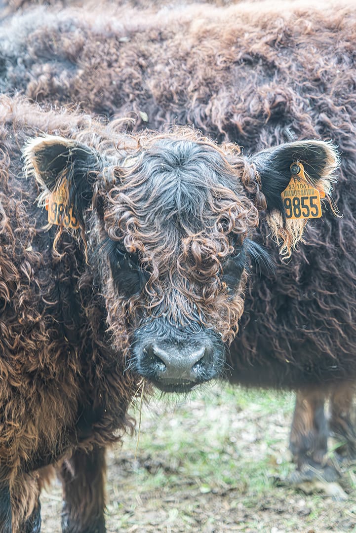 Nos bovins Galloway dans le Quercy