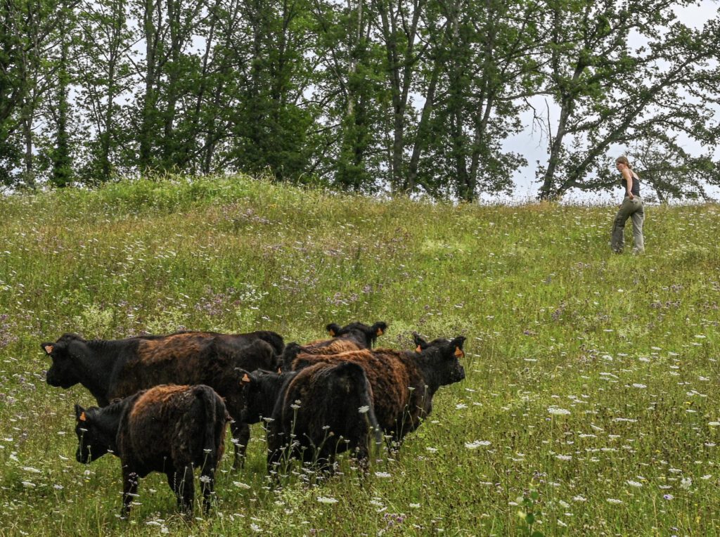 Les vaches sont déplacées